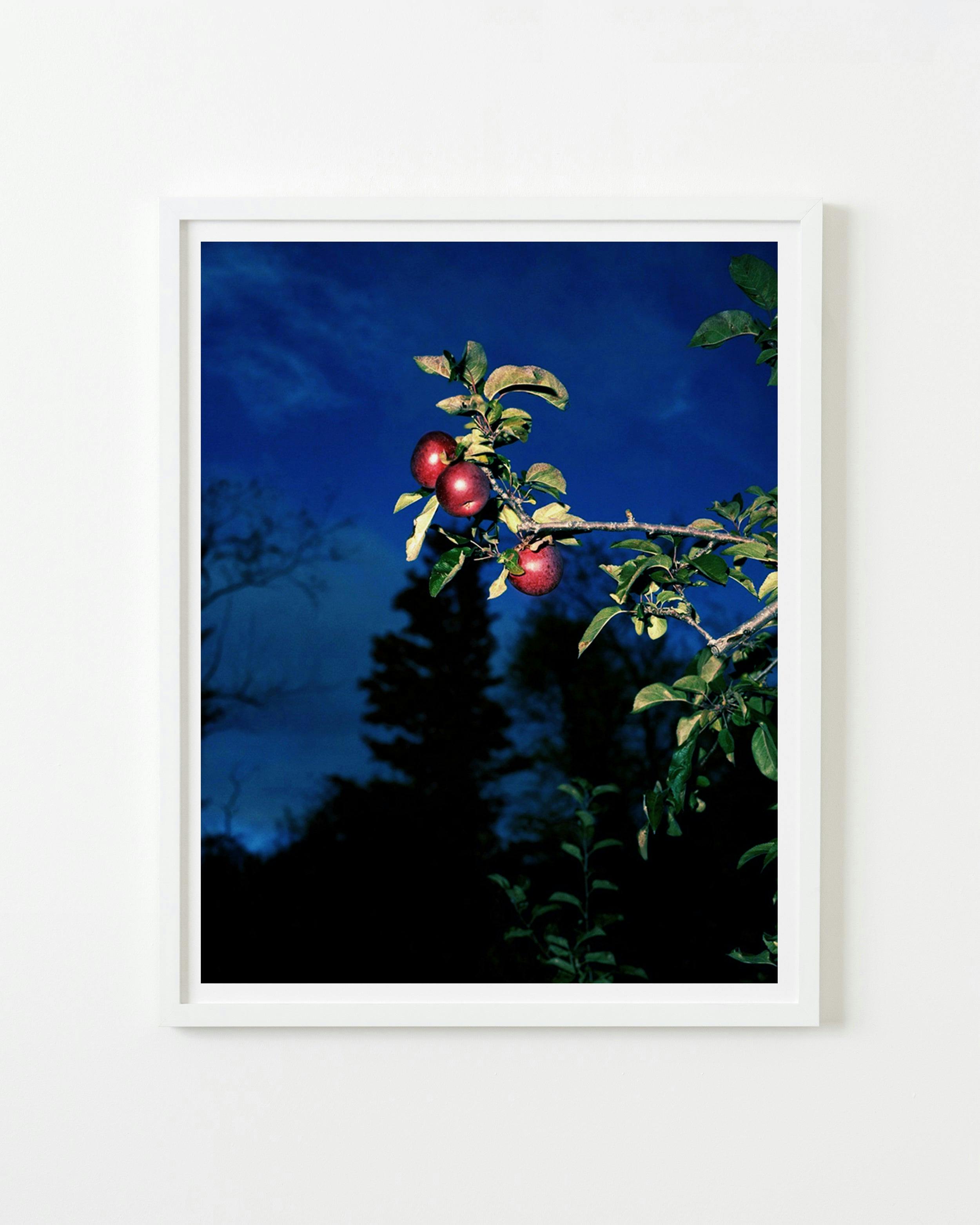 Photography by Nick Meyer titled "Apples, Burlington".