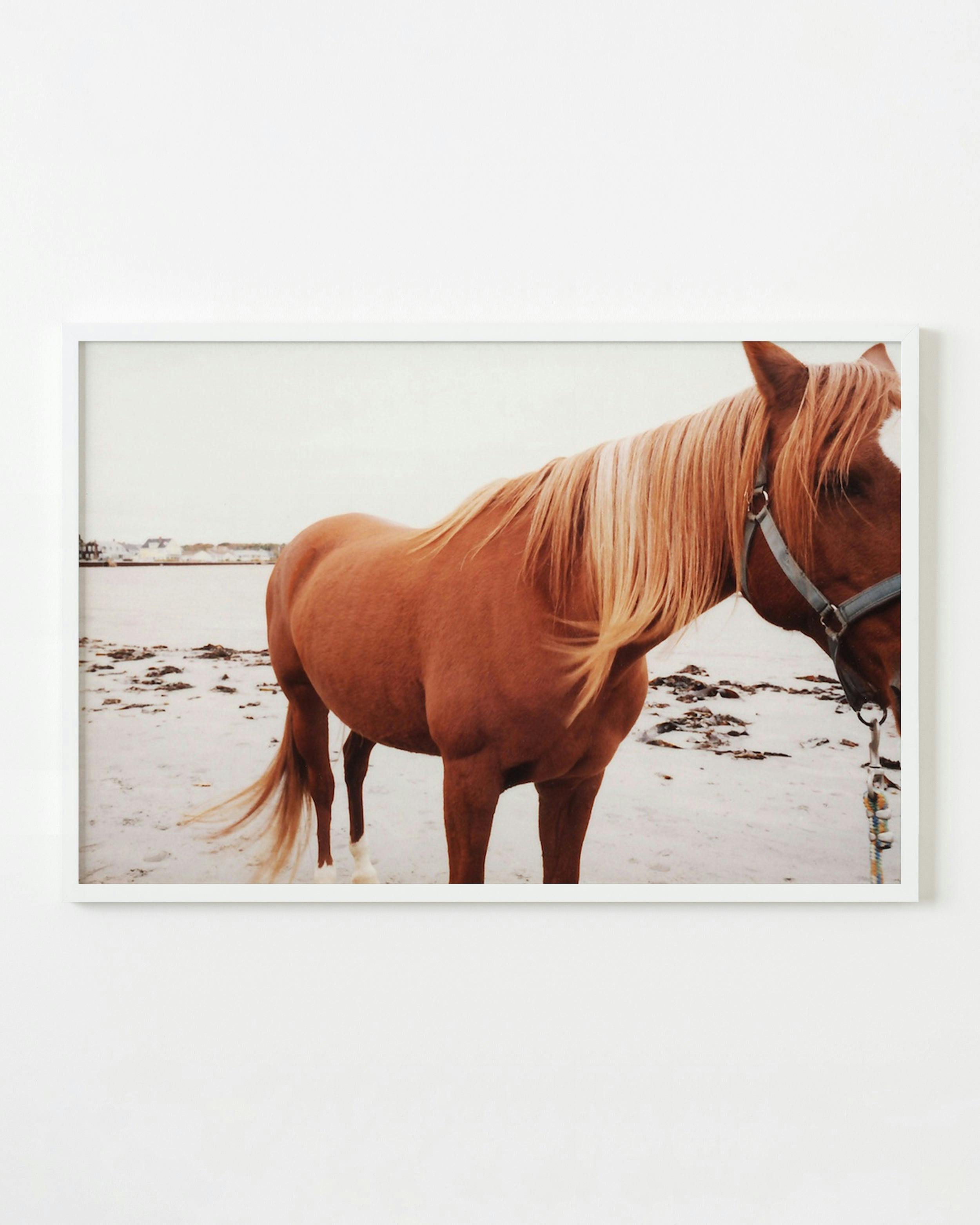 Photography by Anna Moller titled "Maine Horse".