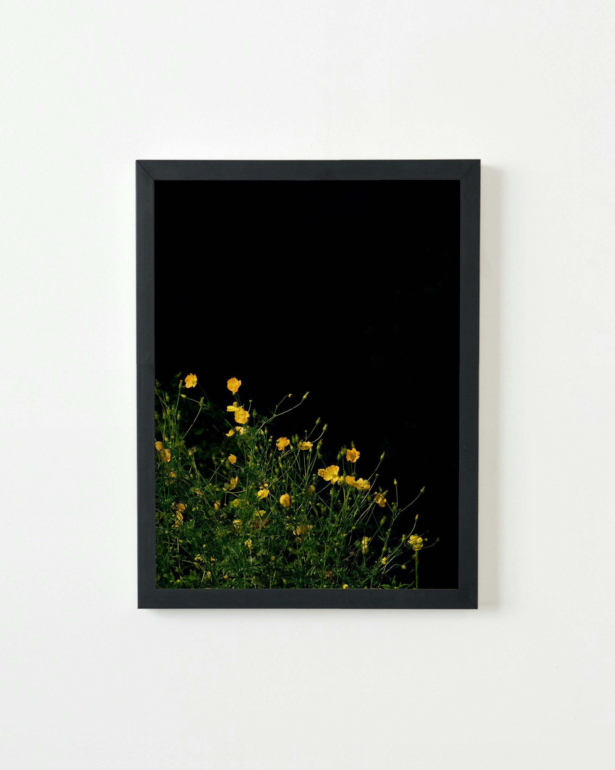 Photography by Anna Beeke titled "Midnight in the Garden #32".