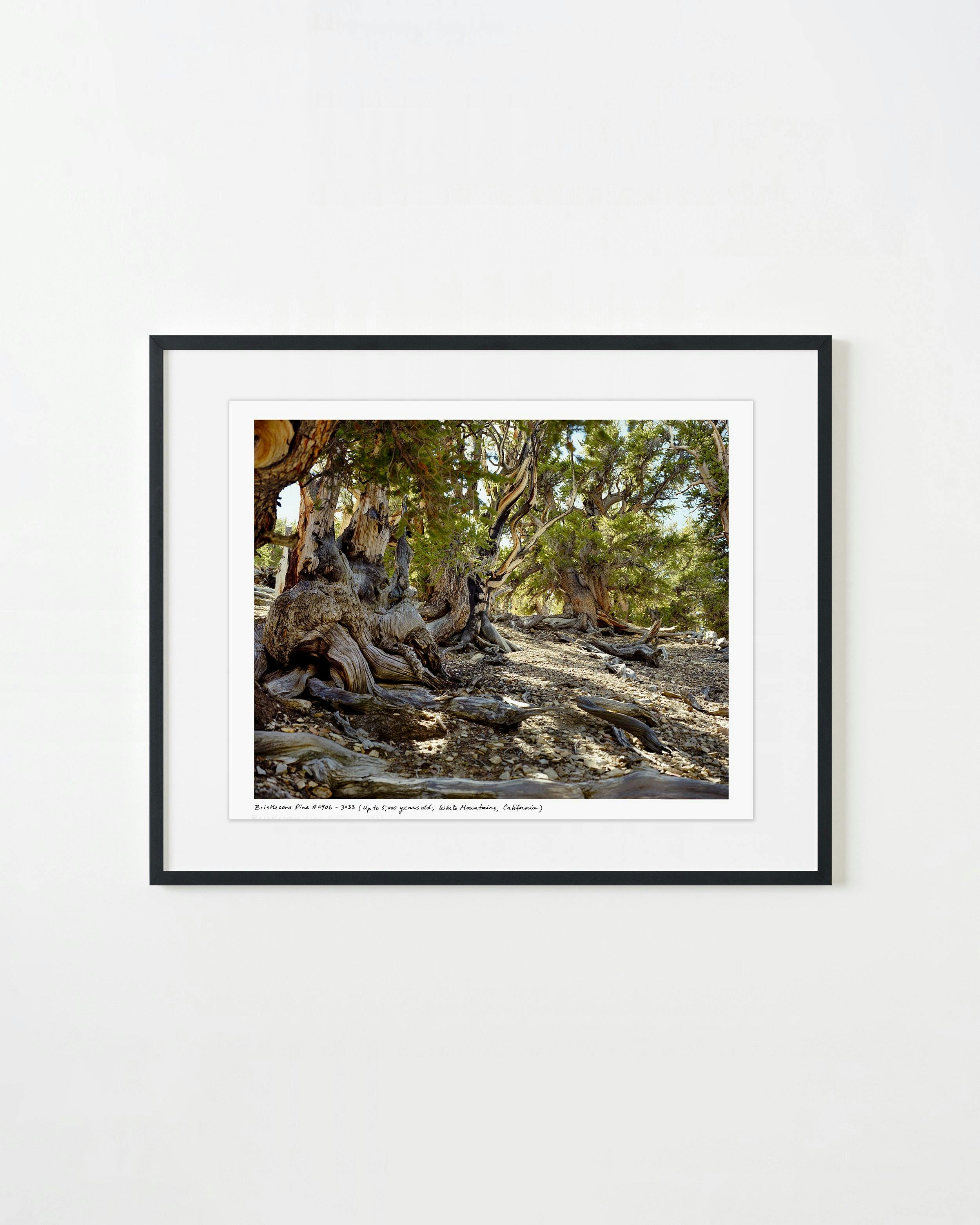 Photography by Rachel Sussman titled "Bristlecone Pine #0906-3033 (Up to 5,000 years old; White Mountains, California)".