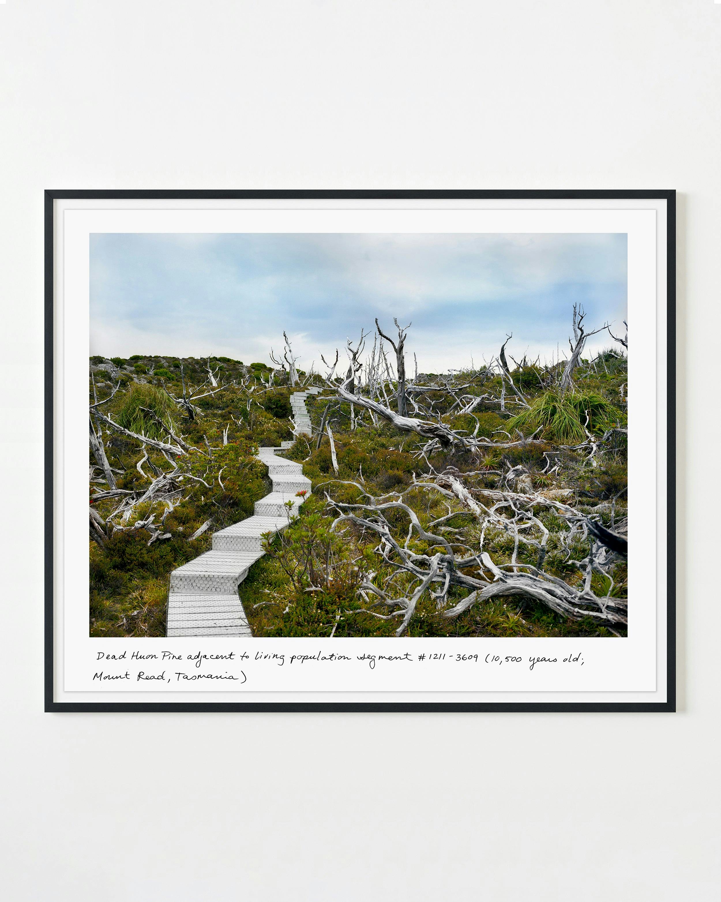 Photography by Rachel Sussman titled "Dead Huon Pine adjacent to living population segment #1211- 3609 (10,500 years o".