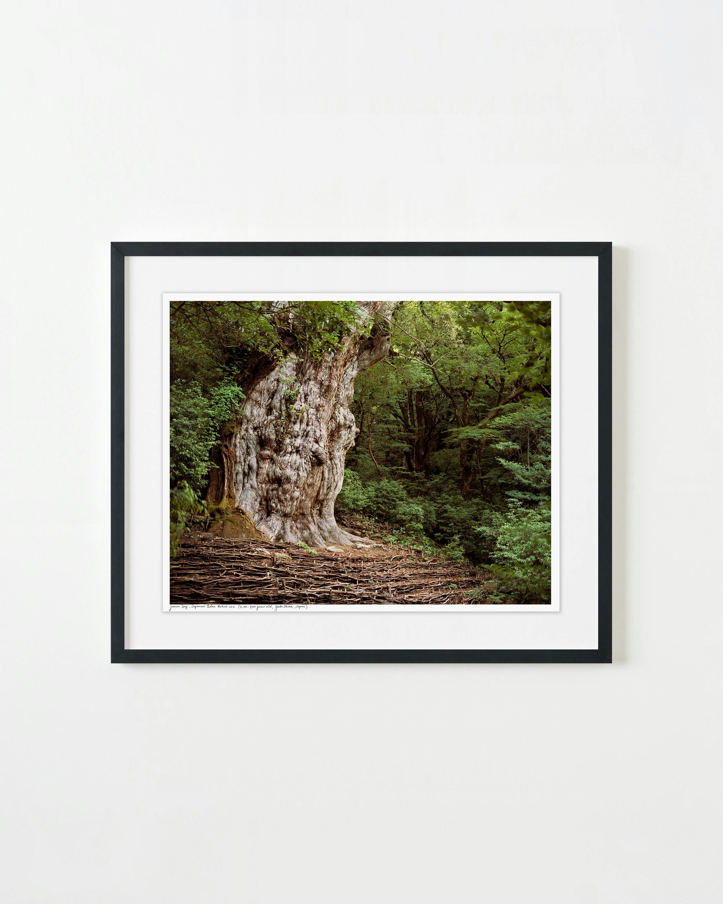 Photography by Rachel Sussman titled "Jomon Sugi, Japanese Cedar #0704-002 (2,180 to 7,000 years old; Yaku Shima, Japa".
