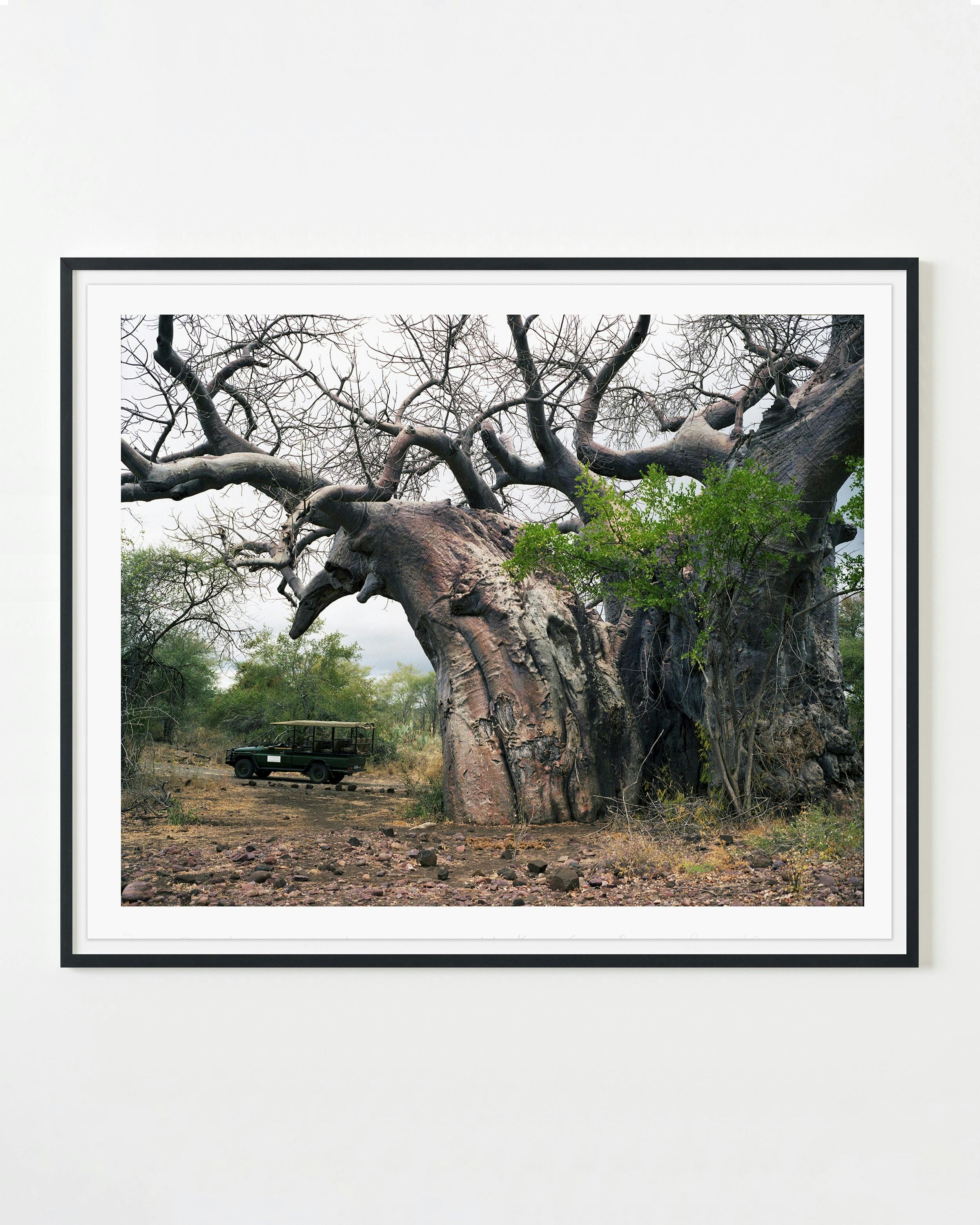 Photography by Rachel Sussman titled "Pafuri baobab #0707-1335 (Up to 2,000 years old; Kruger Game Preserve, South Afr".