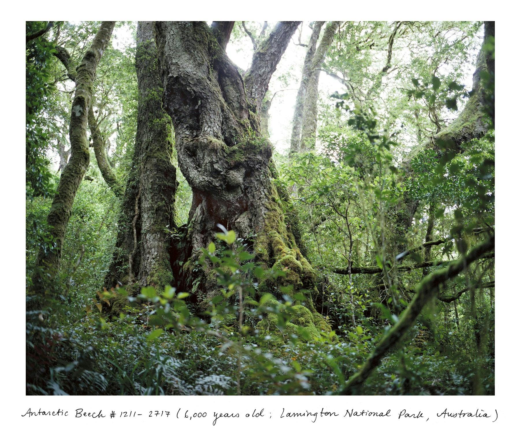Photography by Rachel Sussman titled "Antarctic Beech #1211-2717 (6,000 years old; Lamington National Park, Queensland".