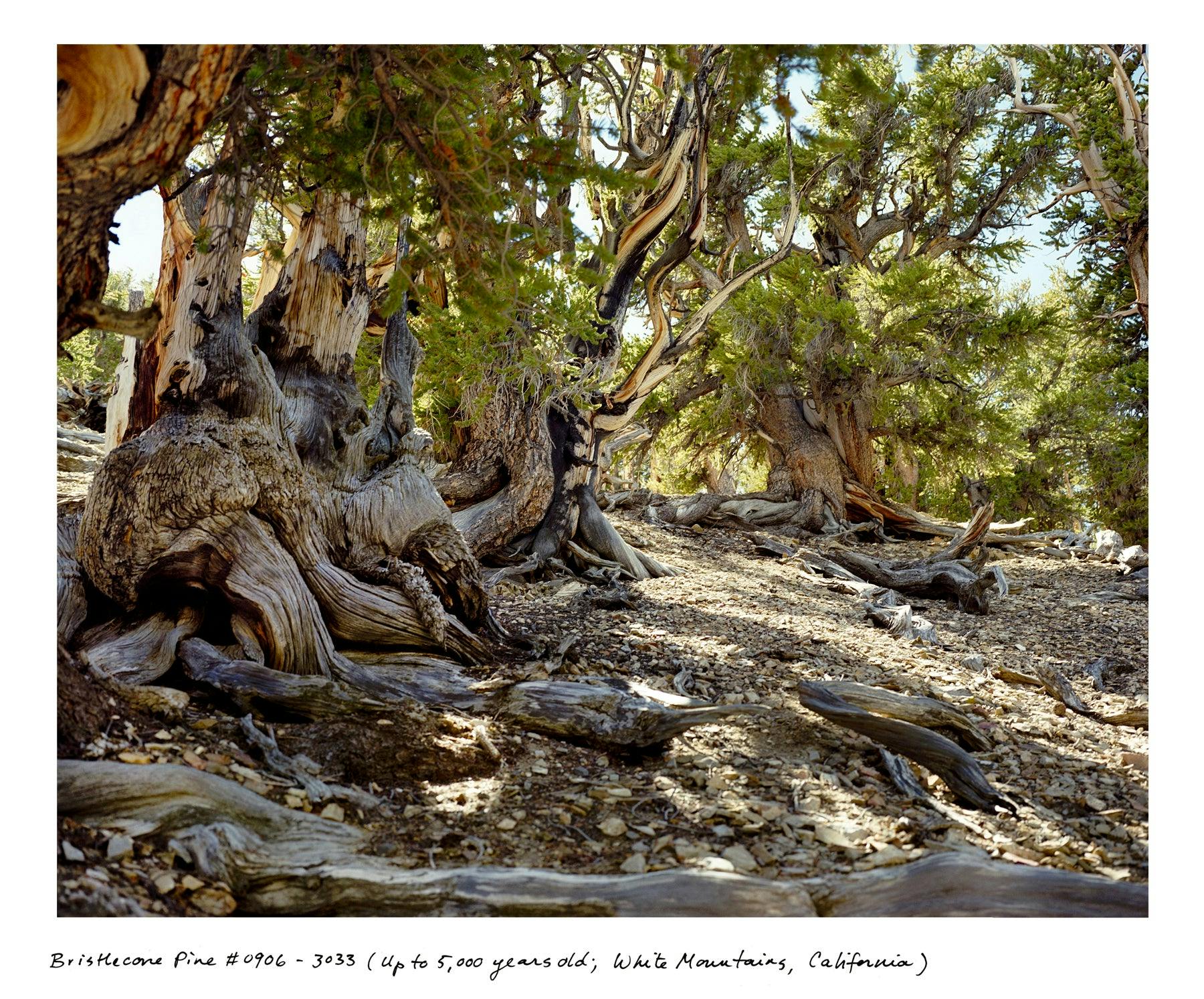 Photography by Rachel Sussman titled "Bristlecone Pine #0906-3033 (Up to 5,000 years old; White Mountains, California)".
