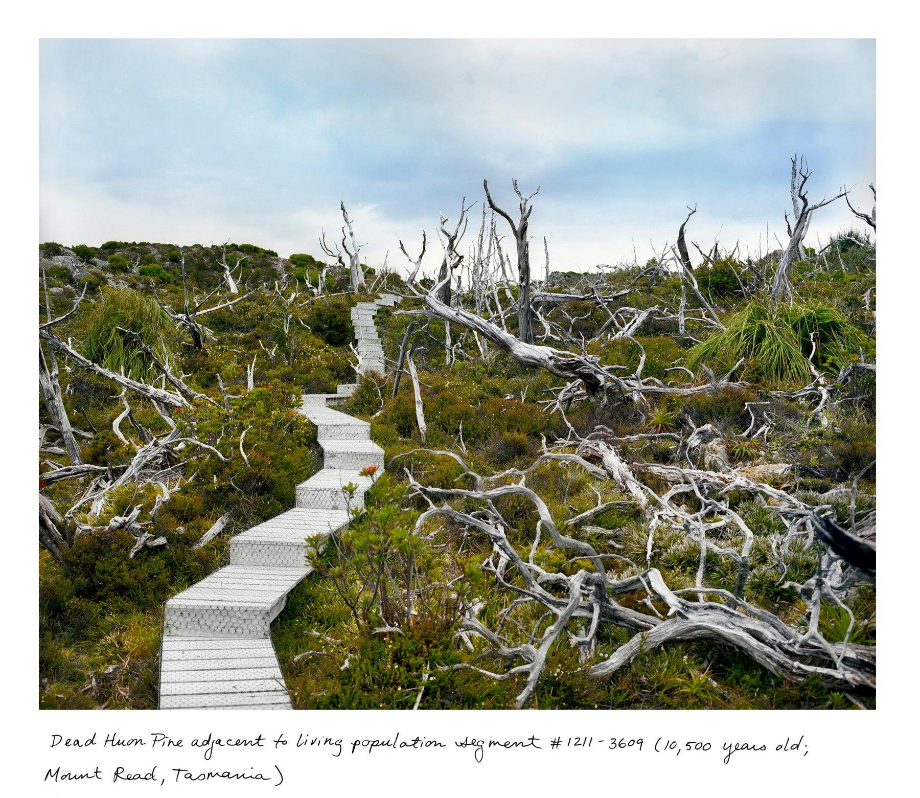 Photography by Rachel Sussman titled "Dead Huon Pine adjacent to living population segment #1211- 3609 (10,500 years o".