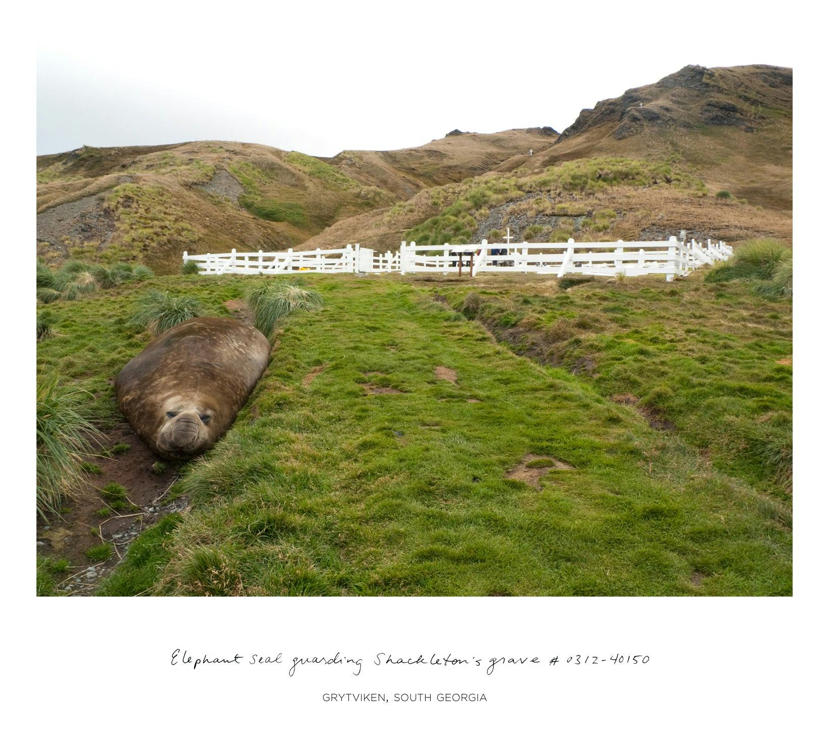 Photography by Rachel Sussman titled "Elephant seal guarding Shackleton's grave #0312-40150 (Grytviken, South Georgia".
