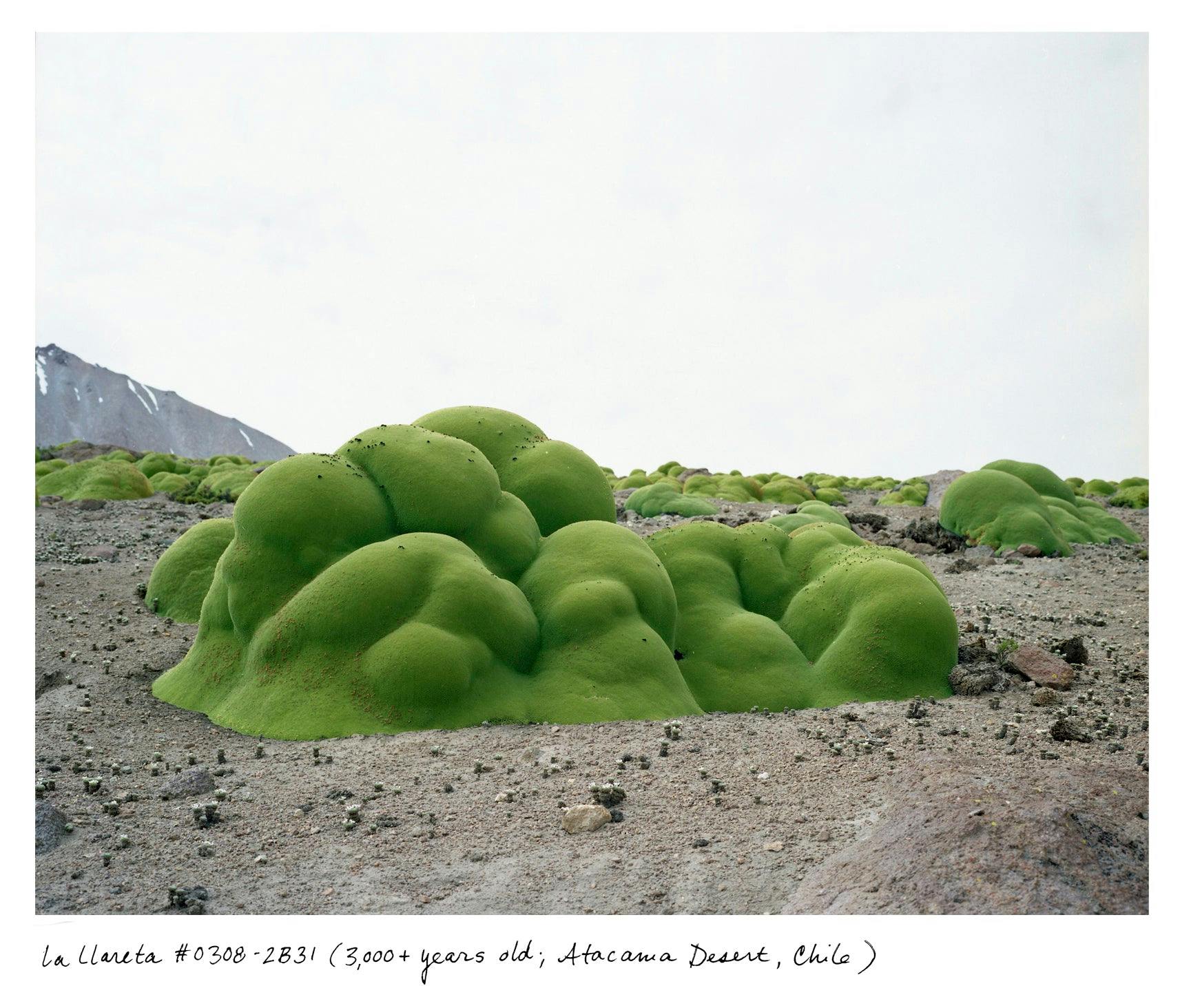 Rachel Sussman - La Llareta #0308-2B31 (3,000+ years old; Atacama Desert, Chile) - Photography