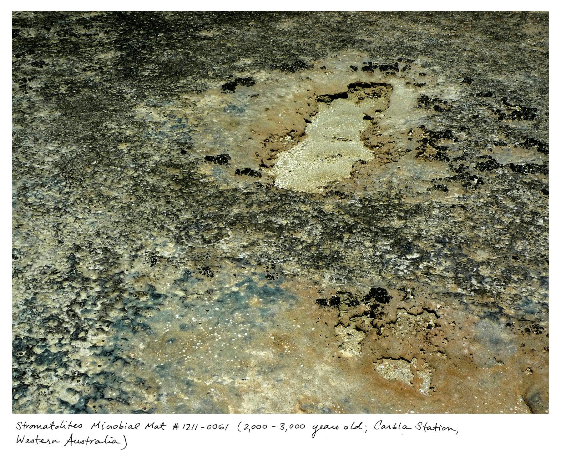 Photography by Rachel Sussman titled "Microbial Mat (2,000 - 3,000 years old; Carbla Station, Western Australia)".