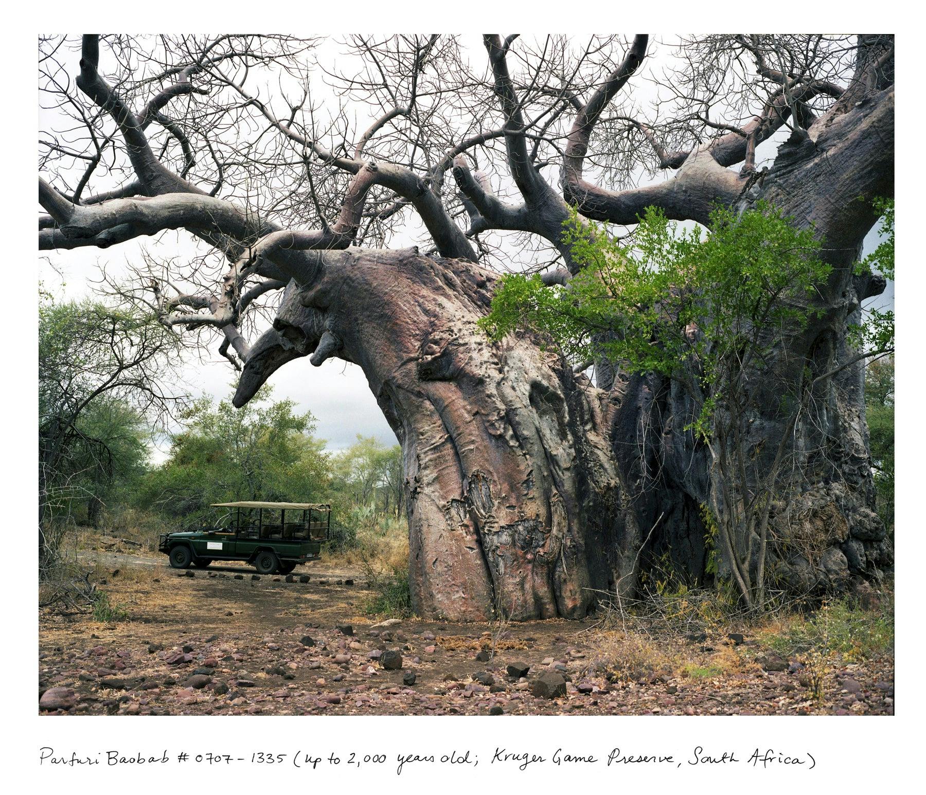 Rachel Sussman - Pafuri baobab #0707-1335 (Up to 2,000 years old; Kruger Game Preserve, South Afr - Photography