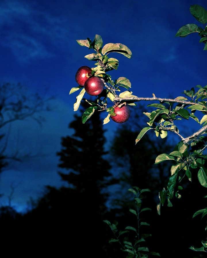 Photography by Nick Meyer titled "Apples, Burlington".