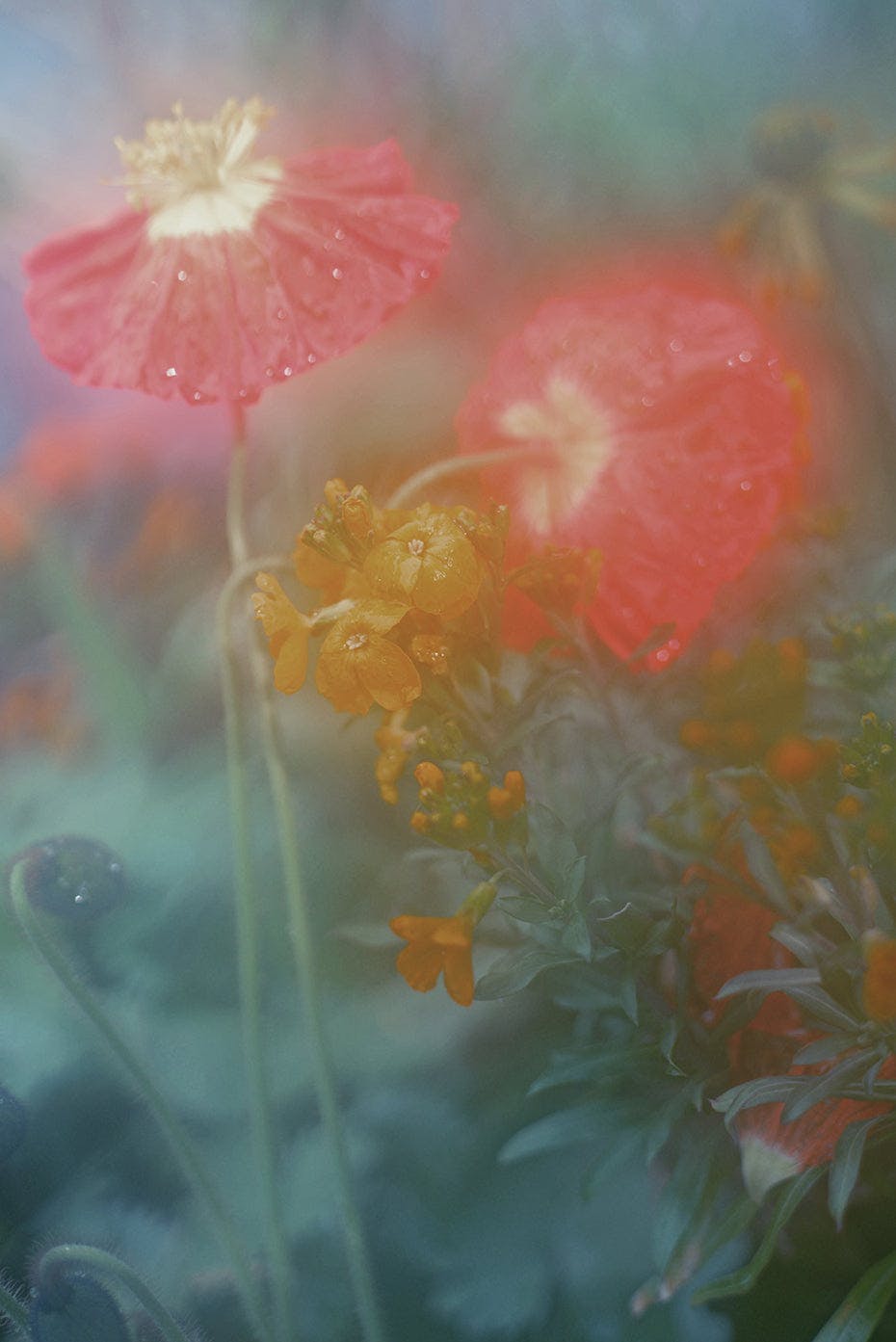 Jordan Sullivan - The Autumns of Spring 3 - Photography