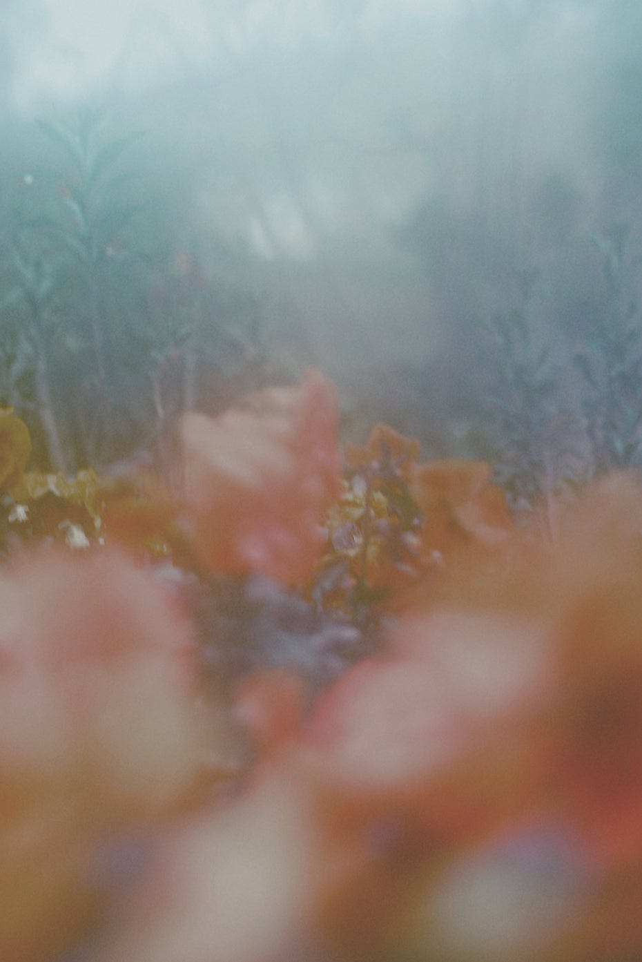 Photography by Jordan Sullivan titled "The Autumns of Spring 12".