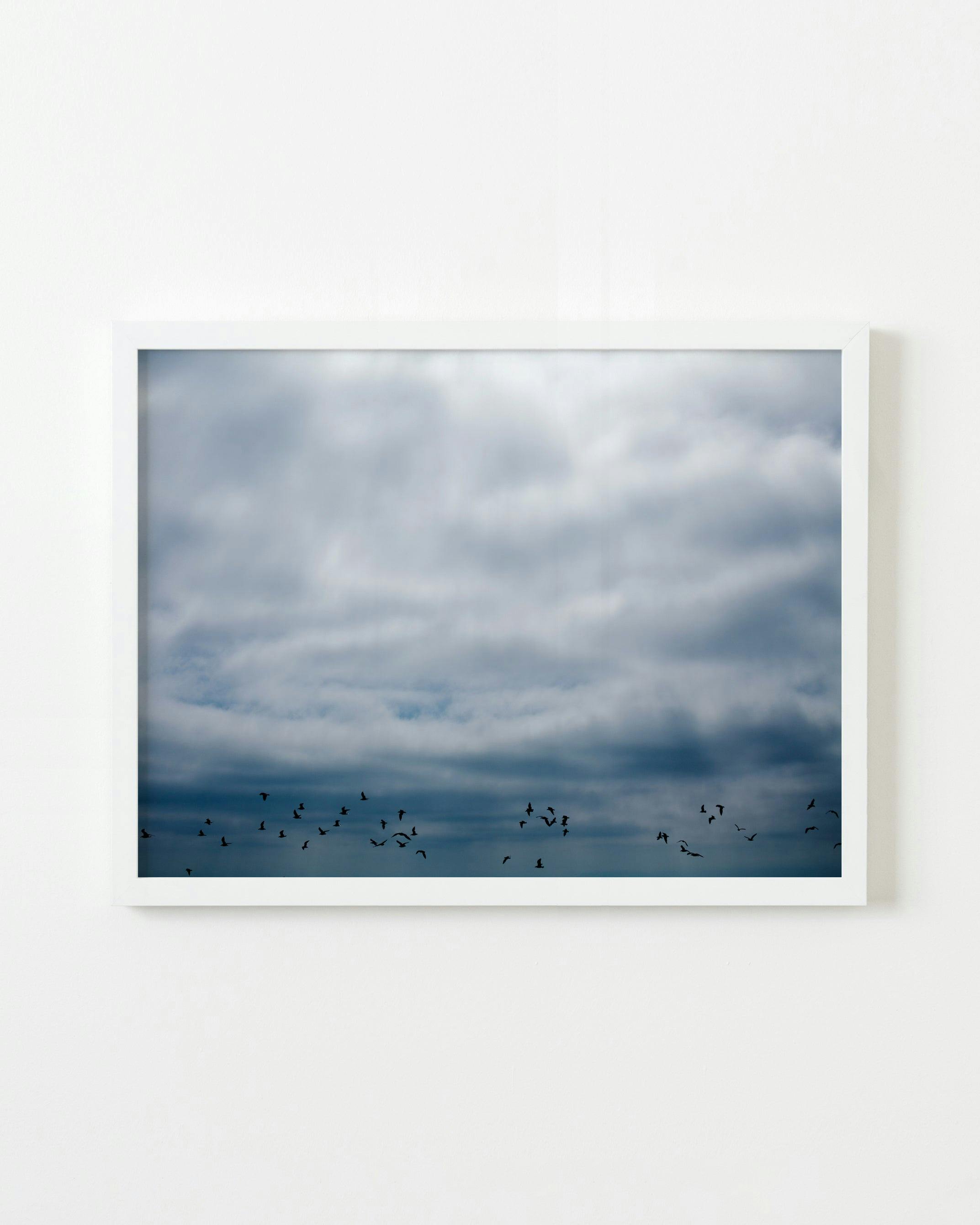 Photography by Jessica Haye & Clark Hsiao titled "Flock".