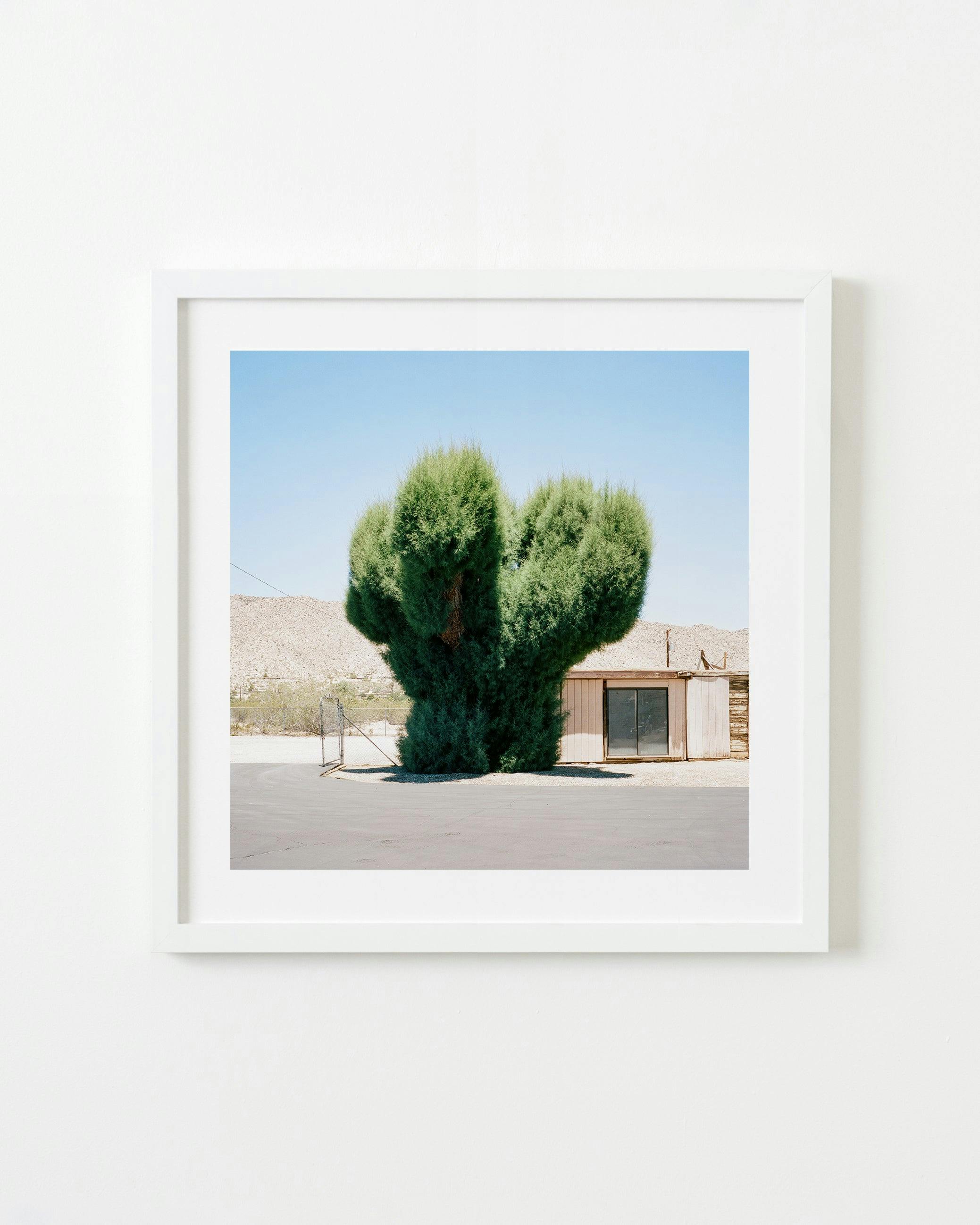 Photography by Sinziana Velicescu titled "Yucca Valley, CA".