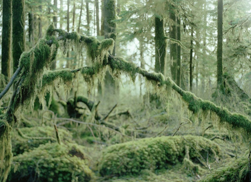 Photography by Anna Beeke titled "Mosses".