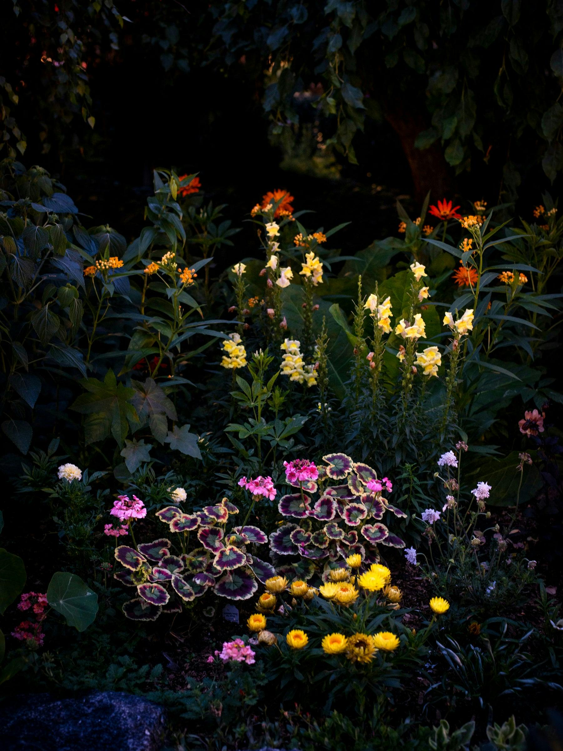 Photography by Anna Beeke titled "Midnight in the Garden #213".