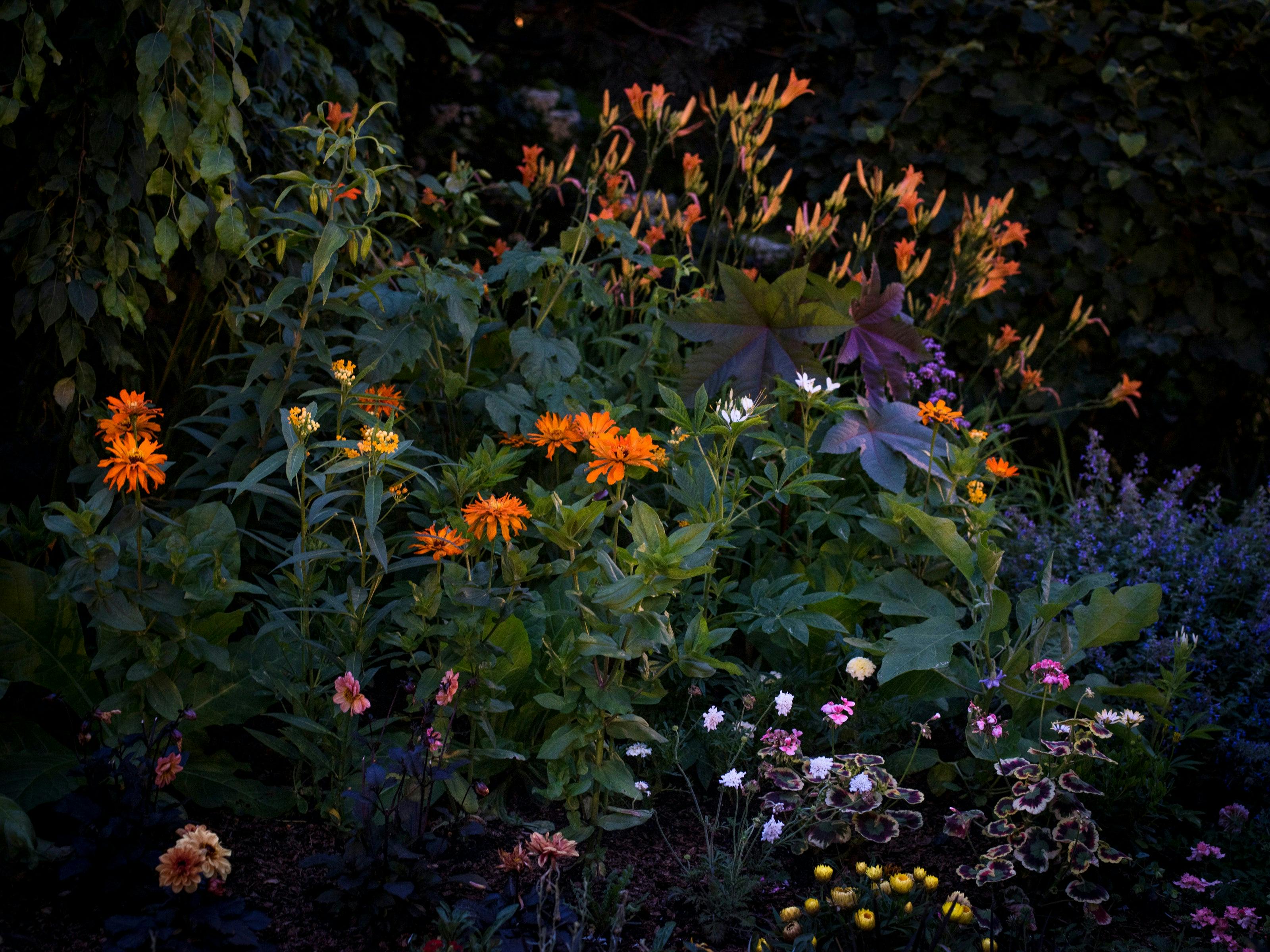 Photography by Anna Beeke titled "Midnight in the Garden #212".