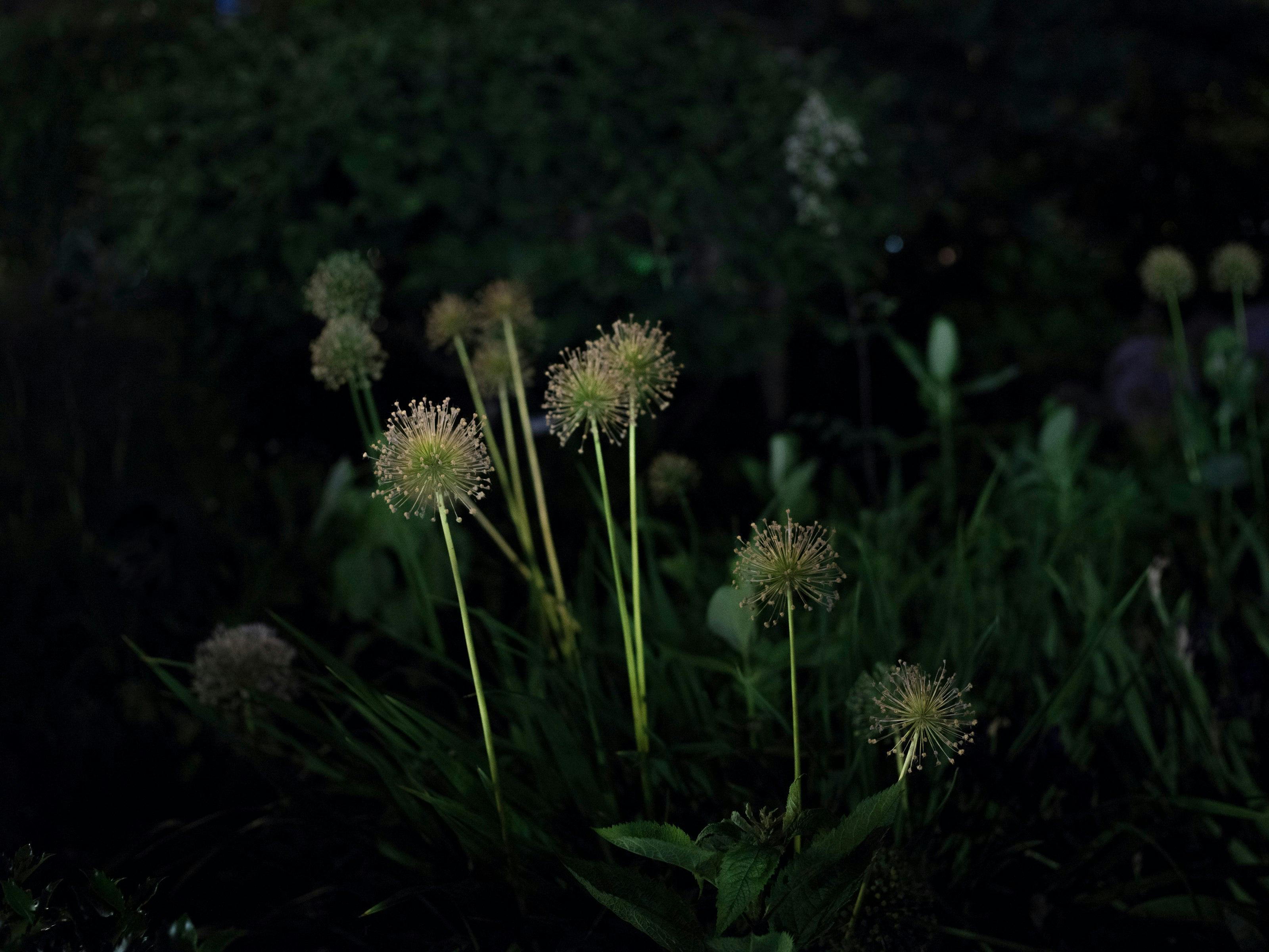 Photography by Anna Beeke titled "Midnight in the Garden #190".