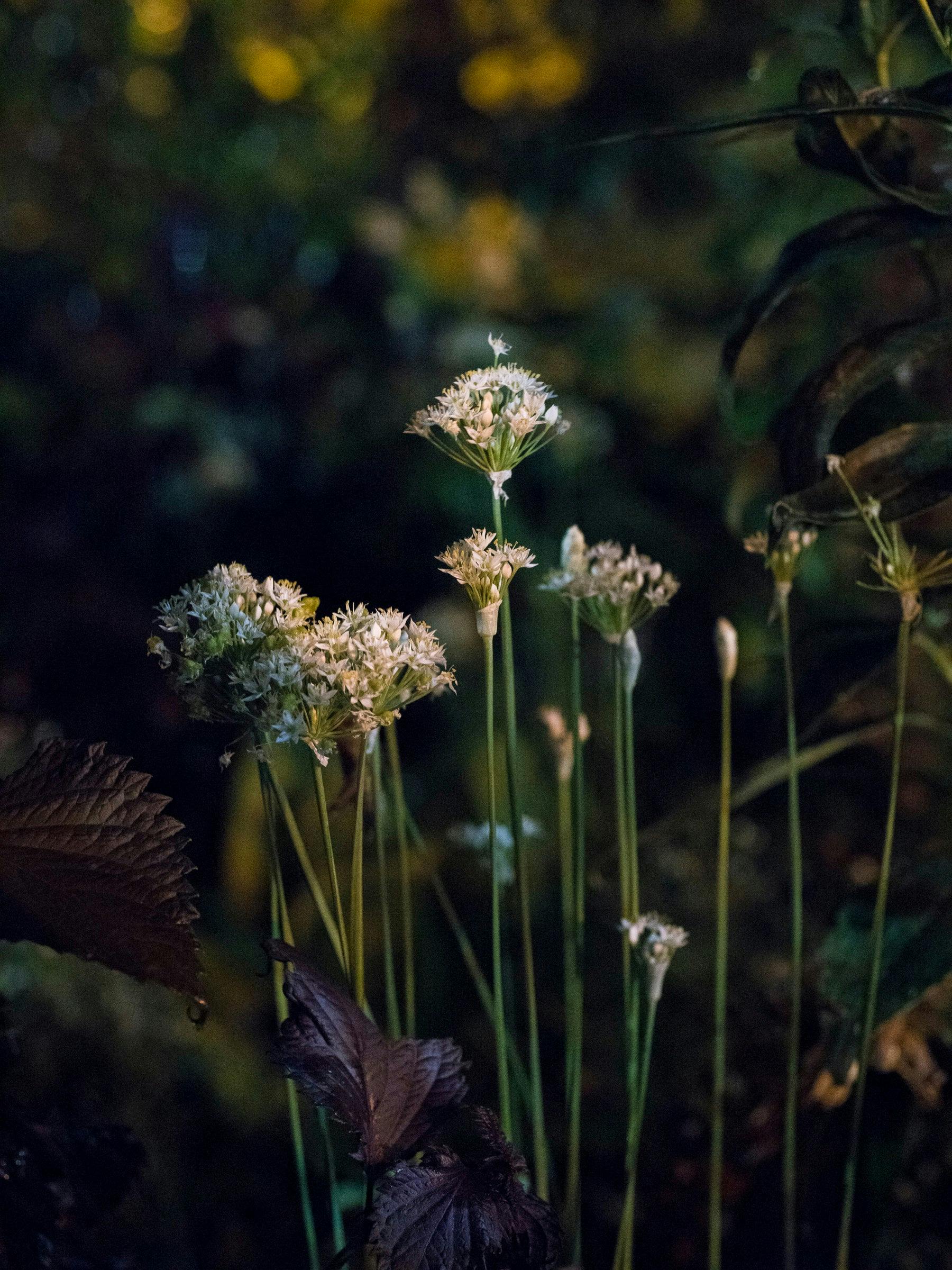 Photography by Anna Beeke titled "Midnight in the Garden #151".