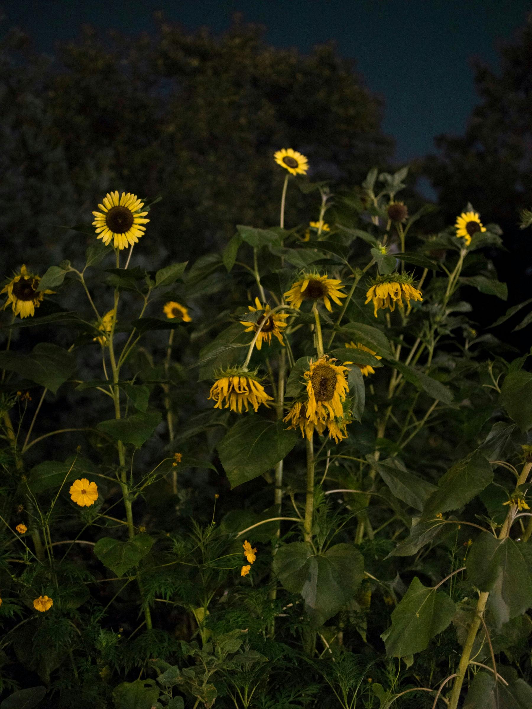 Photography by Anna Beeke titled "Midnight in the Garden #123".