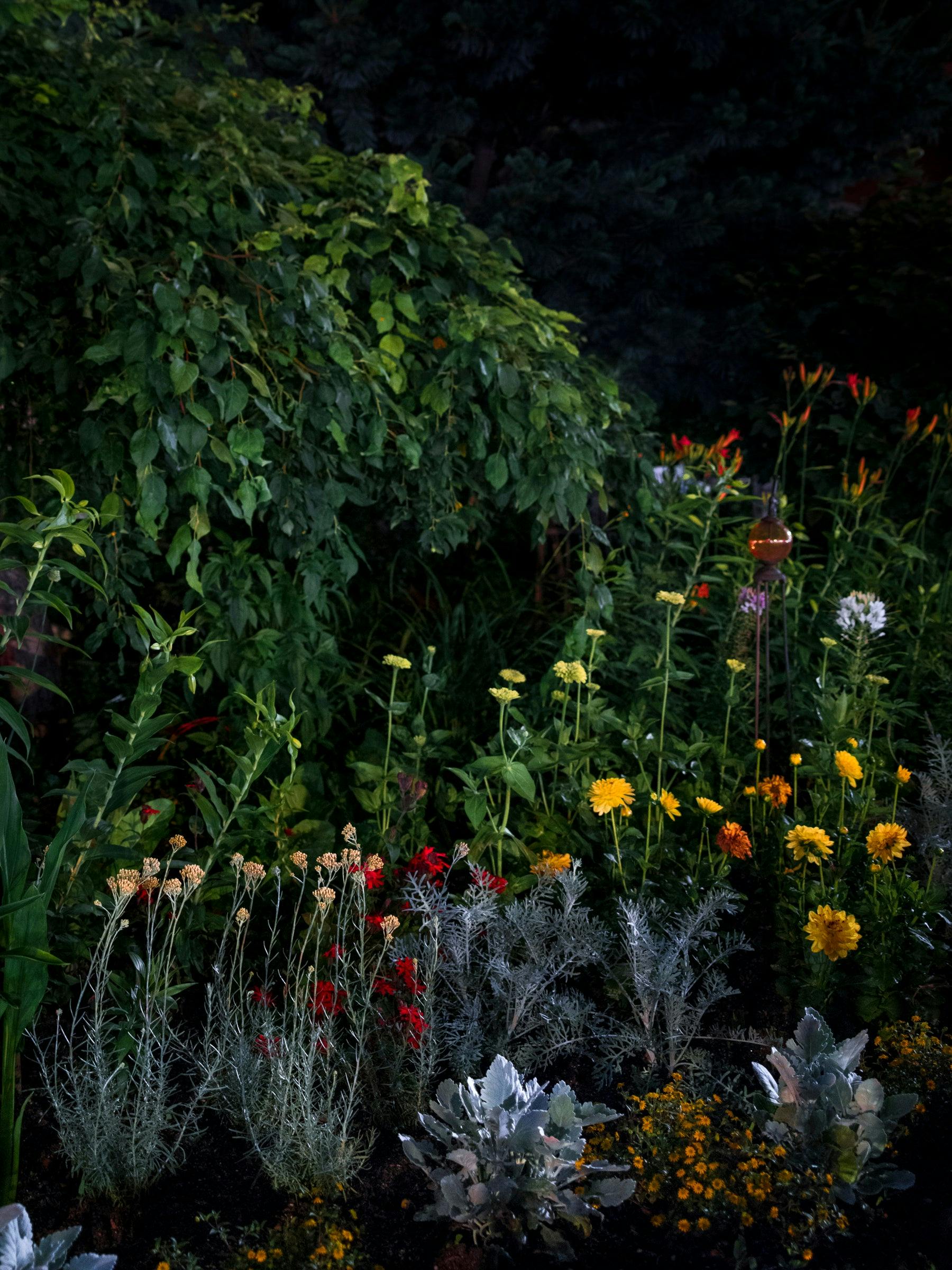 Photography by Anna Beeke titled "Midnight in the Garden #82".