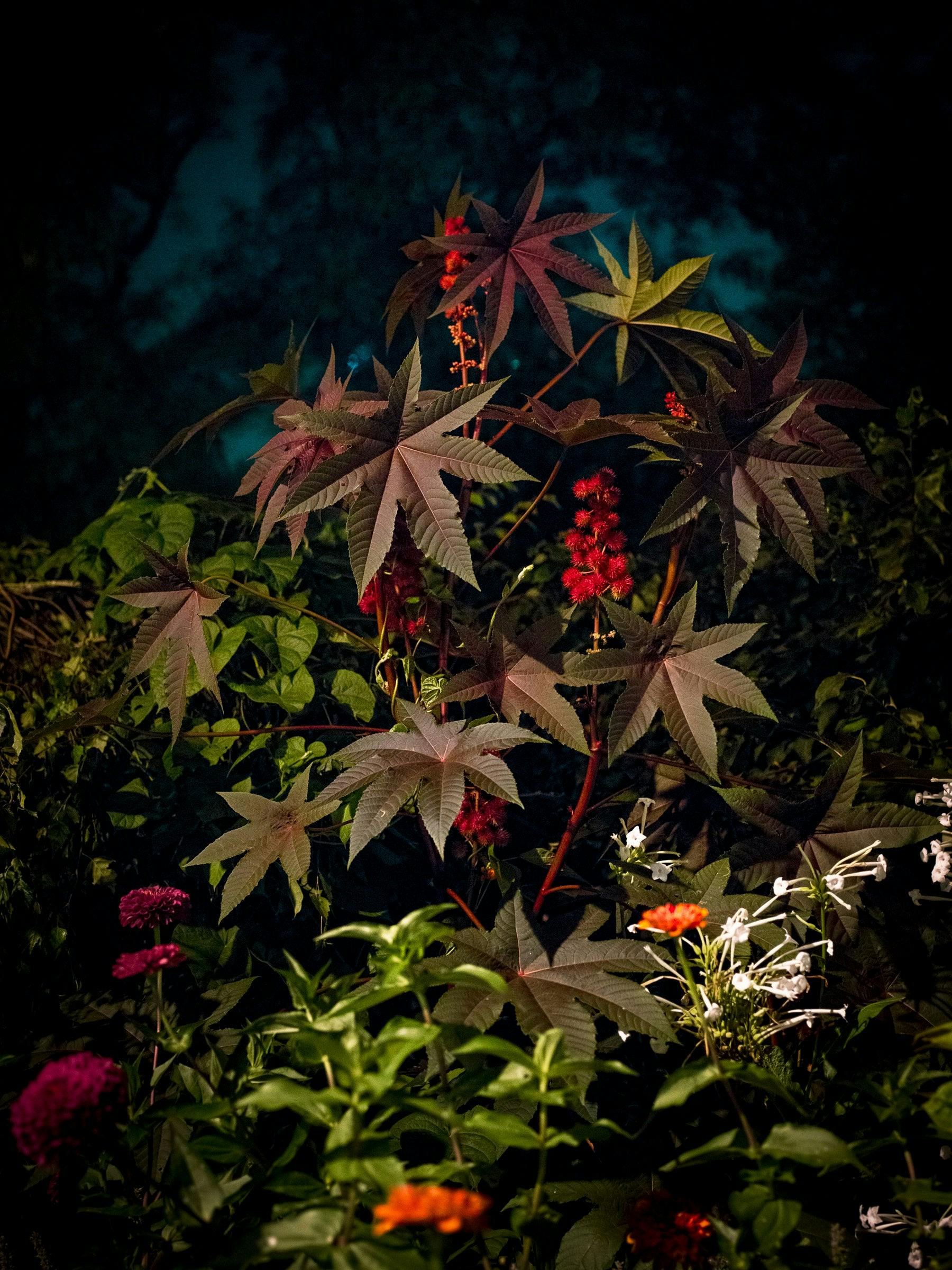 Photography by Anna Beeke titled "Midnight in the Garden #40".