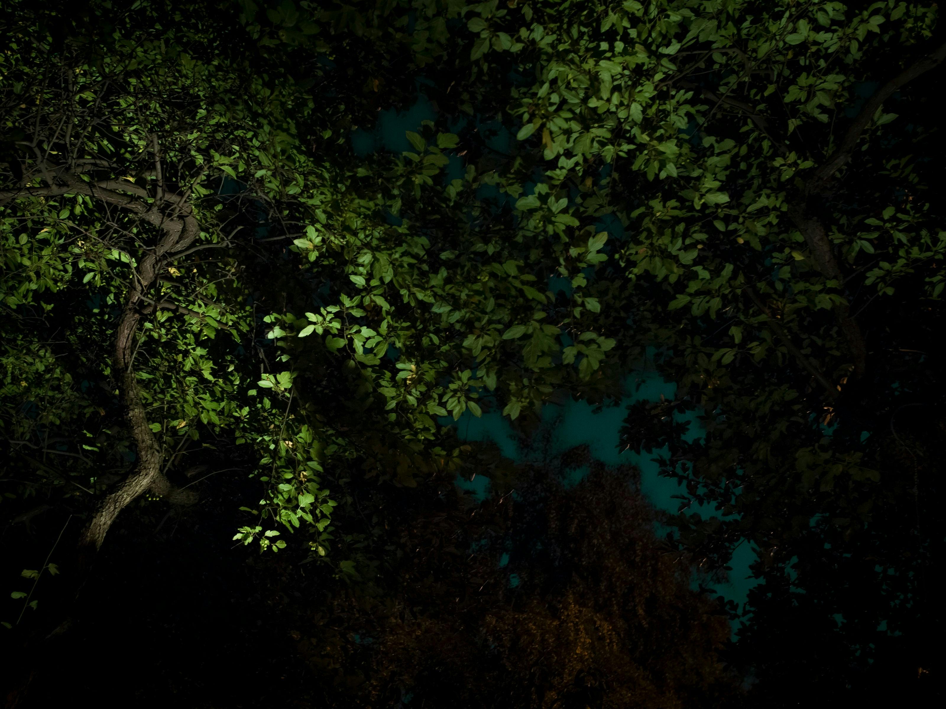 Photography by Anna Beeke titled "Midnight in the Garden #1".