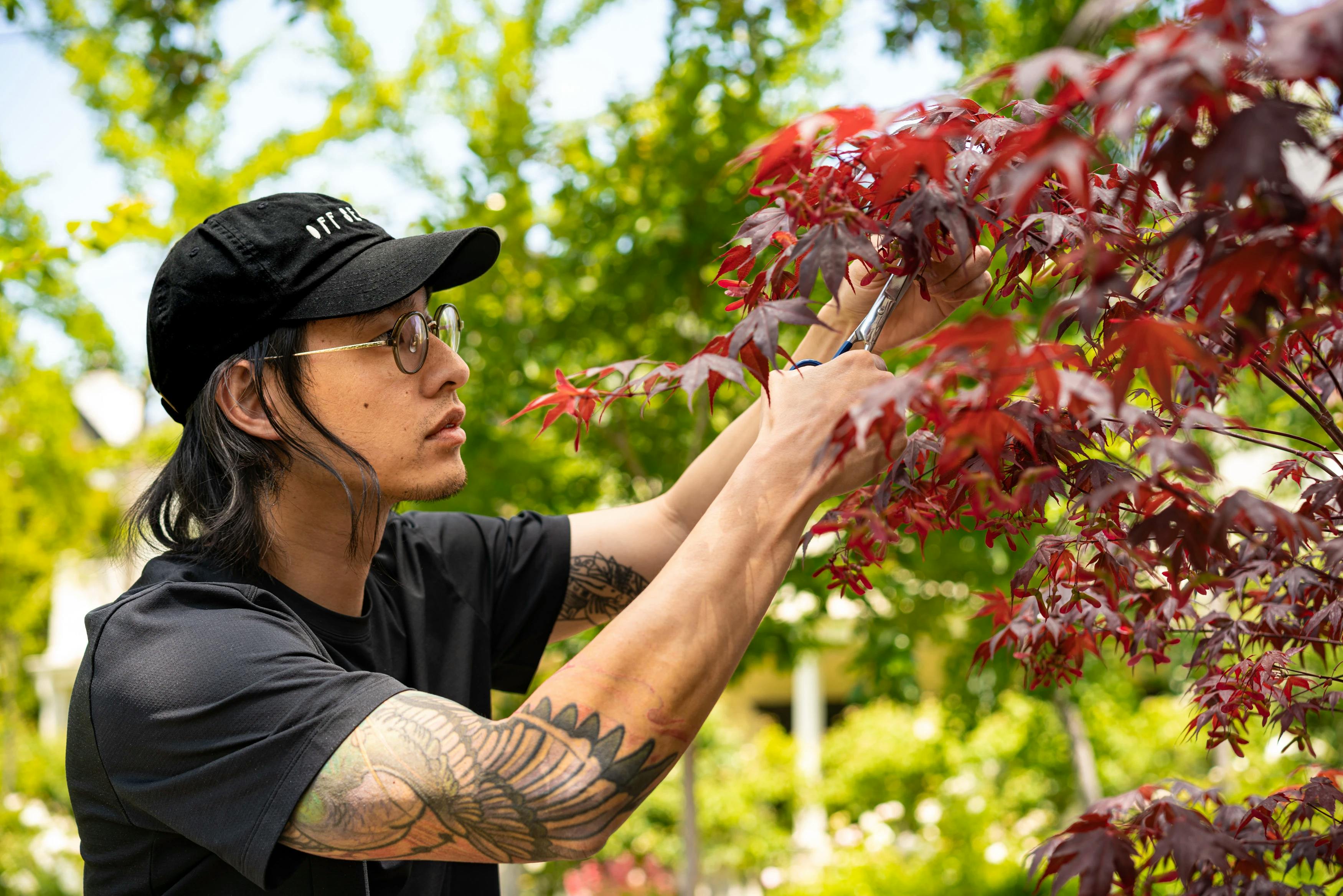 Scott Sueme in residency at MacArthur Place in Sonoma, CA, picking cherry blossoms. 